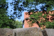IMG_8294.JPG